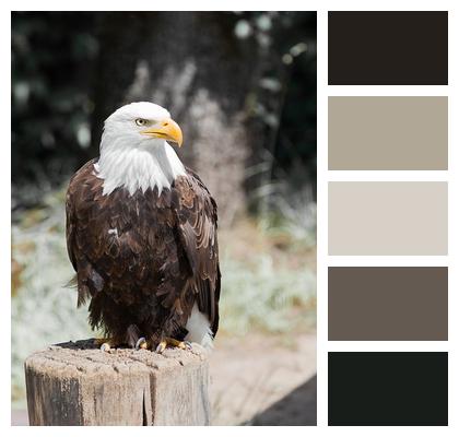 Bird African Eagle Eagle Image